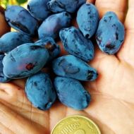 Саженец Жимолость съедобная Блю Треже в контейнере